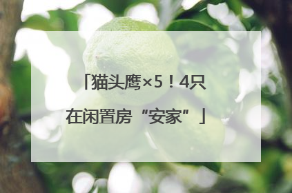 猫头鹰×5！4只在闲置房“安家”