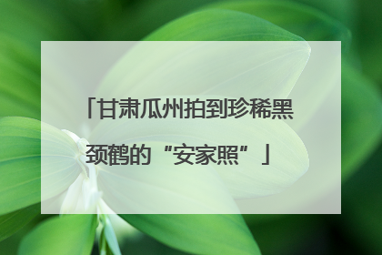 甘肃瓜州拍到珍稀黑颈鹤的“安家照”