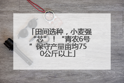 田间选种，小麦强“芯”！“青农6号”保守产量亩均750公斤以上