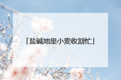 盐碱地里小麦收割忙