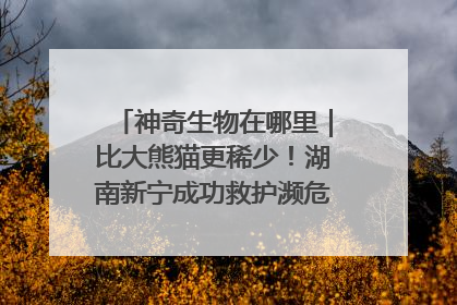 神奇生物在哪里｜比大熊猫更稀少！湖南新宁成功救护濒危鸟类海南鳽