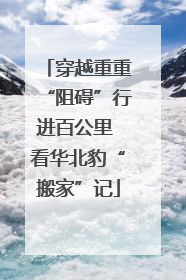 穿越重重“阻碍”行进百公里 看华北豹“搬家”记