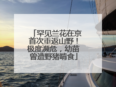 罕见兰花在京首次重返山野！极度濒危，幼苗曾遭野猪啃食