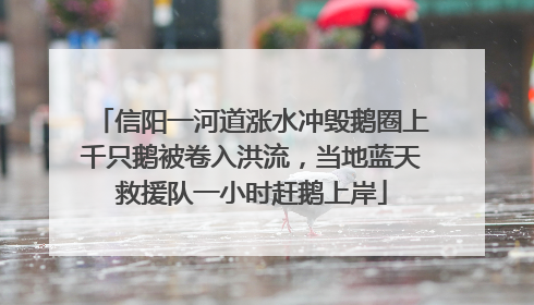 信阳一河道涨水冲毁鹅圈上千只鹅被卷入洪流，当地蓝天救援队一小时赶鹅上岸