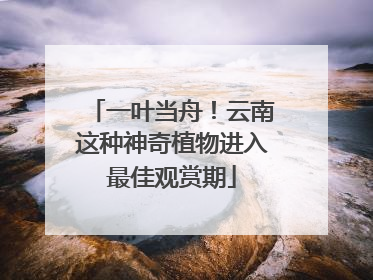 一叶当舟！云南这种神奇植物进入最佳观赏期
