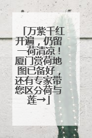 万紫千红开遍，仍留一荷清凉！厦门赏荷地图已备好，还有专家带您区分荷与莲→