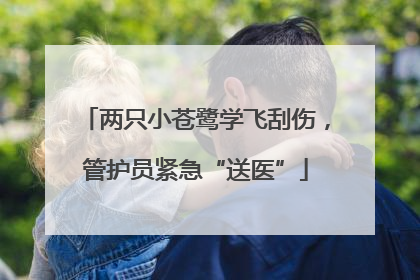 两只小苍鹭学飞刮伤，管护员紧急“送医”