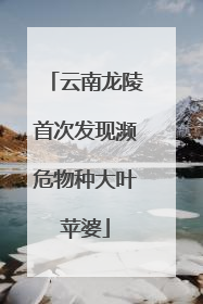 云南龙陵首次发现濒危物种大叶苹婆