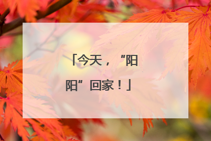 今天，“阳阳”回家！