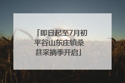 即日起至7月初 平谷山东庄镇桑葚采摘季开启