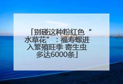 别碰这种粉红色“水草花”：福寿螺进入繁殖旺季 寄生虫多达6000条