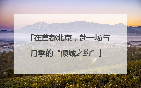 在首都北京，赴一场与月季的“倾城之约”