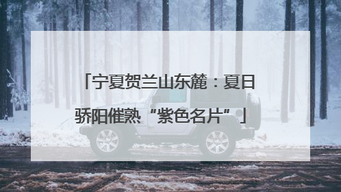宁夏贺兰山东麓：夏日骄阳催熟“紫色名片”