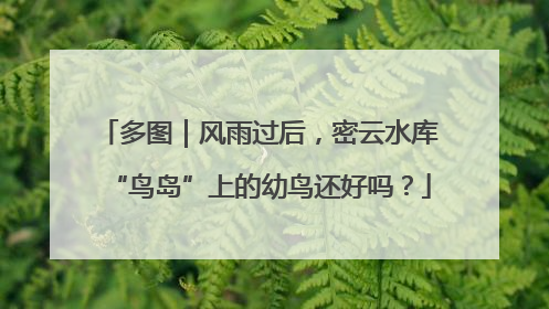 多图｜风雨过后，密云水库“鸟岛”上的幼鸟还好吗？