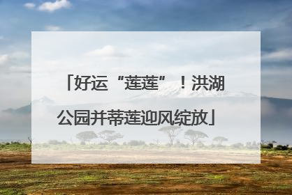 好运“莲莲”！洪湖公园并蒂莲迎风绽放