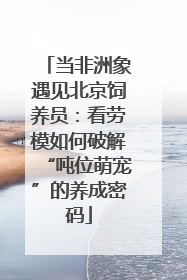 当非洲象遇见北京饲养员：看劳模如何破解“吨位萌宠”的养成密码