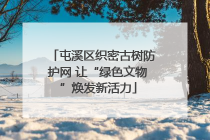屯溪区织密古树防护网 让“绿色文物”焕发新活力