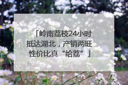 岭南荔枝24小时抵达湖北，产销两旺性价比真“给荔”