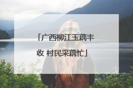 广西柳江玉藕丰收 村民采藕忙