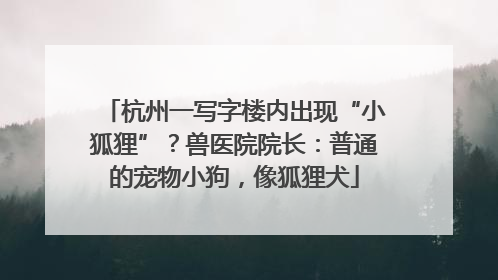 杭州一写字楼内出现“小狐狸”？兽医院院长：普通的宠物小狗，像狐狸犬