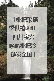 枇杷采摘季供销两旺 四川宝兴晚熟枇杷冷链发全国