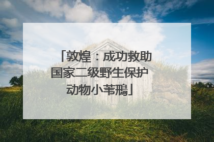 敦煌：成功救助国家二级野生保护动物小苇鳽