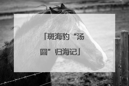 斑海豹“汤圆”归海记