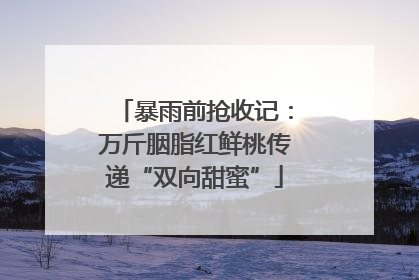 暴雨前抢收记：万斤胭脂红鲜桃传递“双向甜蜜”