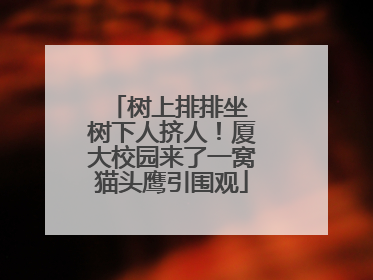 树上排排坐 树下人挤人！厦大校园来了一窝猫头鹰引围观