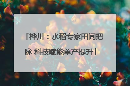桦川：水稻专家田间把脉 科技赋能单产提升