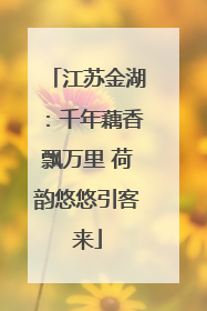 江苏金湖：千年藕香飘万里 荷韵悠悠引客来