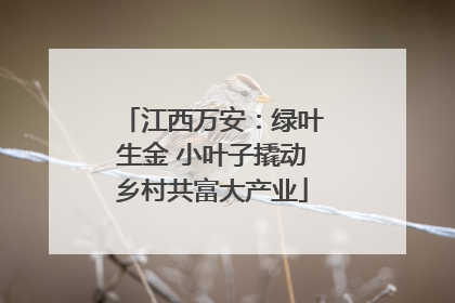 江西万安：绿叶生金 小叶子撬动乡村共富大产业