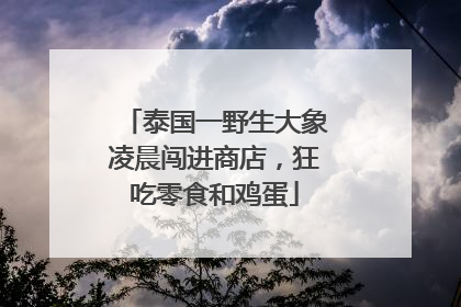 泰国一野生大象凌晨闯进商店，狂吃零食和鸡蛋