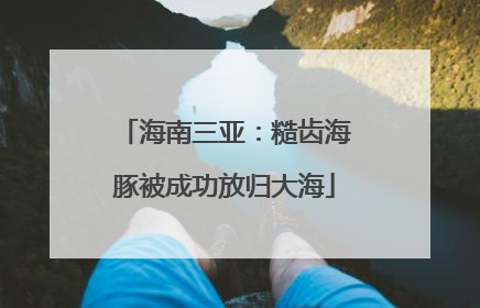 海南三亚：糙齿海豚被成功放归大海