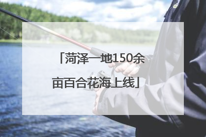 菏泽一地150余亩百合花海上线