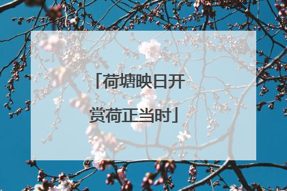 荷塘映日开 赏荷正当时