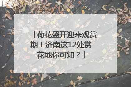 荷花盛开迎来观赏期！济南这12处赏花地你可知？
