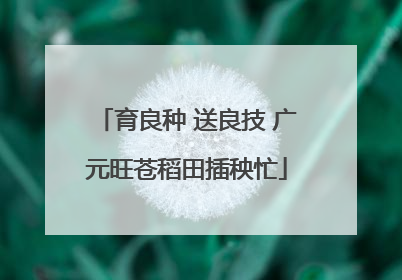 育良种 送良技 广元旺苍稻田插秧忙