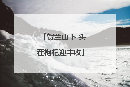 贺兰山下 头茬枸杞迎丰收