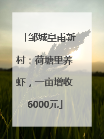邹城皇甫新村：荷塘里养虾，一亩增收6000元