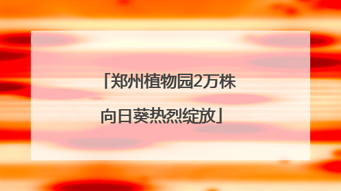 郑州植物园2万株向日葵热烈绽放