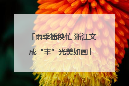 雨季插秧忙 浙江文成“丰”光美如画