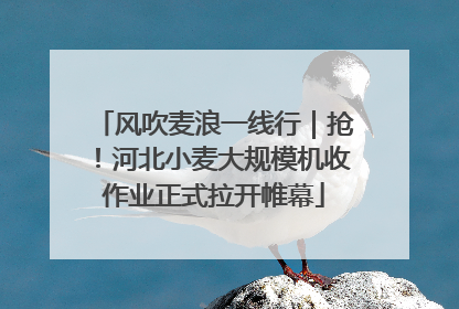风吹麦浪一线行｜抢！河北小麦大规模机收作业正式拉开帷幕