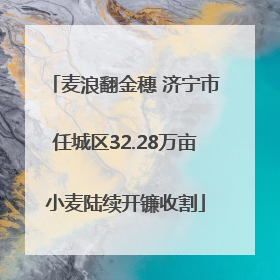 麦浪翻金穗 济宁市任城区32.28万亩小麦陆续开镰收割